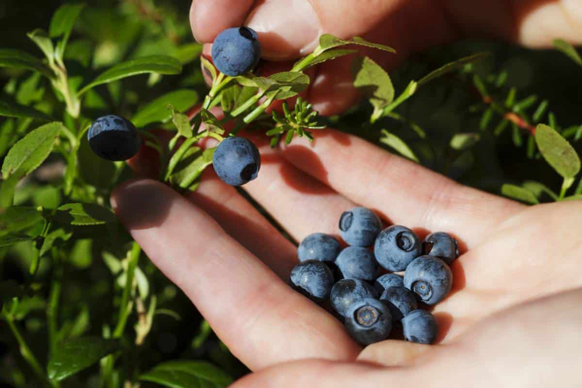 Zoom sur les bienfaits de la myrtille