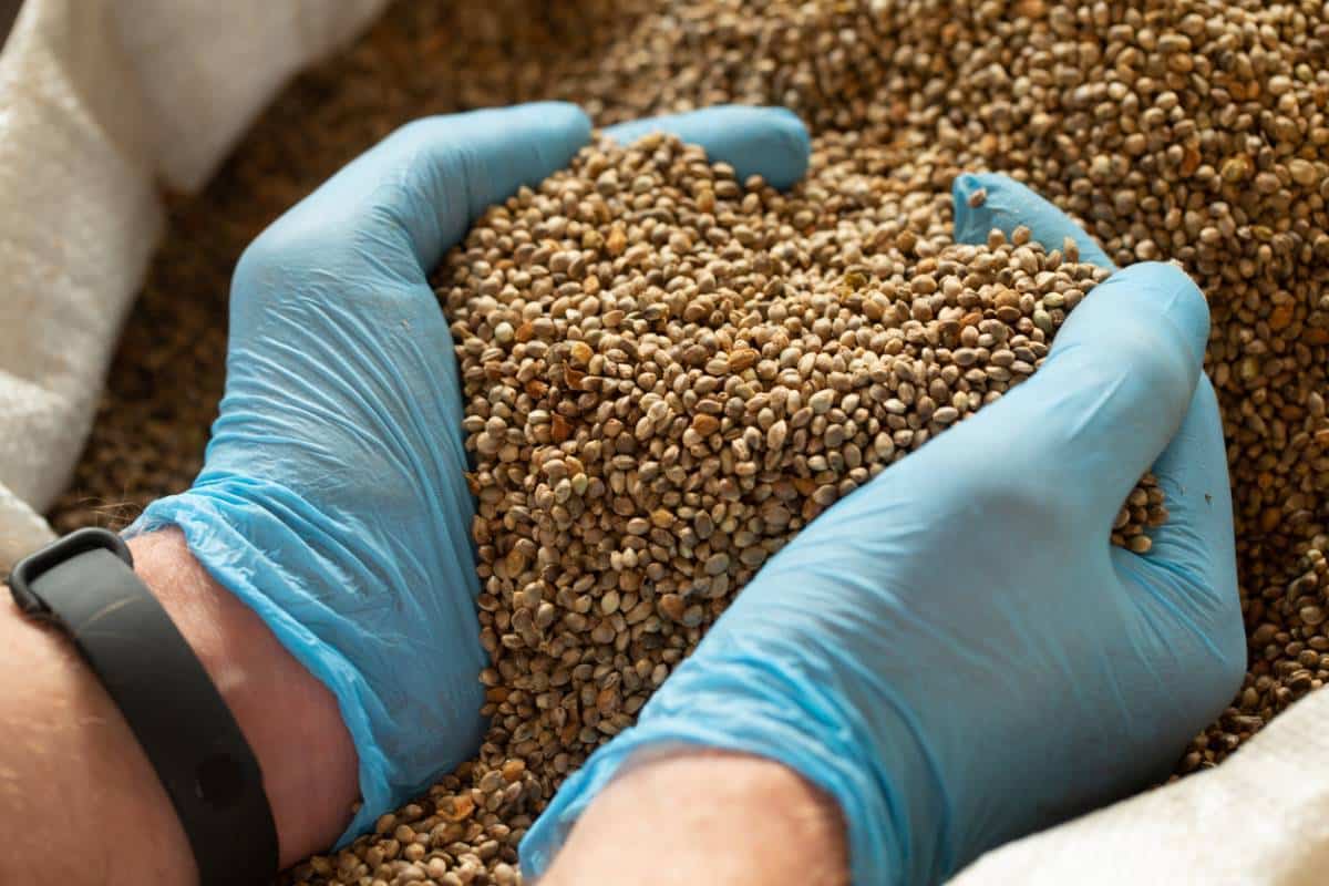 Les différents moyens de trouver des produits au CBD