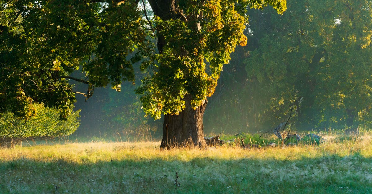 Comment optimiser votre apport en vitamine D pendant l’automne et l’hiver