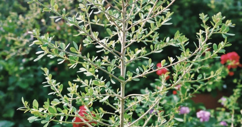 Saule crevette : entretien et beauté de cet arbuste ornemental​