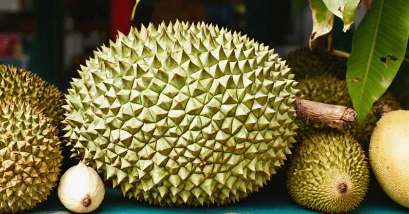 Durian : fruit exotique à l’odeur forte et au goût unique