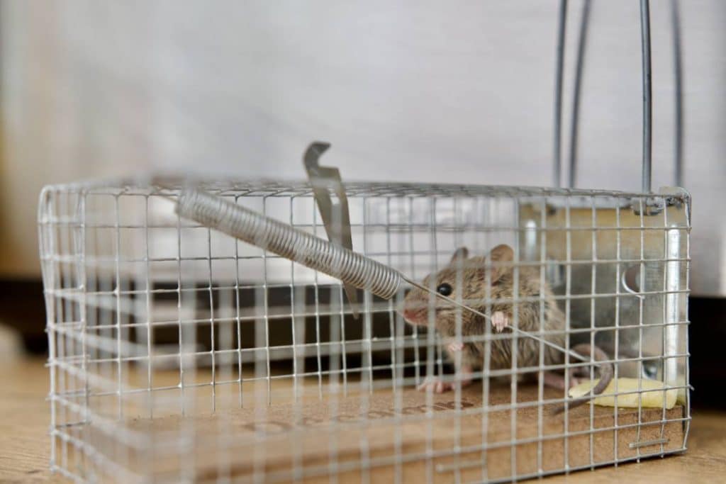 De l’infestation au logement sain : la d&eacute;ratisation professionnelle