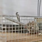 De l’infestation au logement sain : la dératisation professionnelle