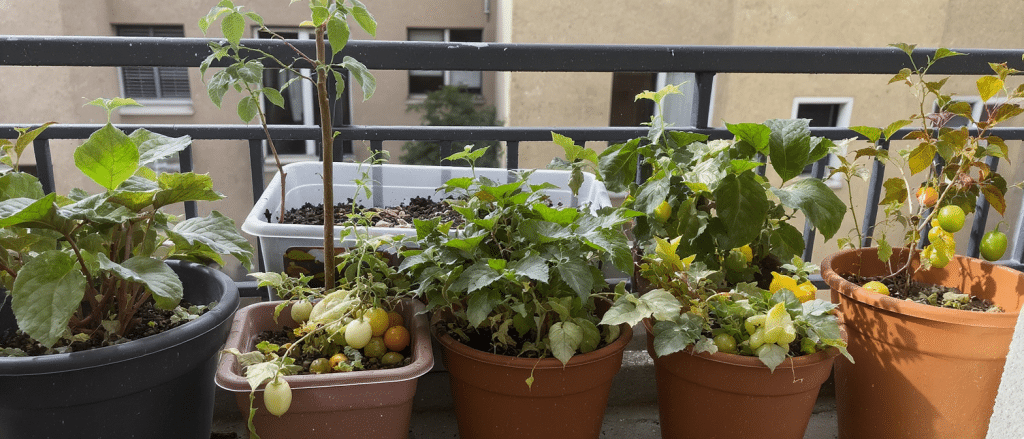 l&eacute;gumes faciles &agrave; cultiver pour verdir votre balcon